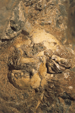 The face of Cinderella | Nature