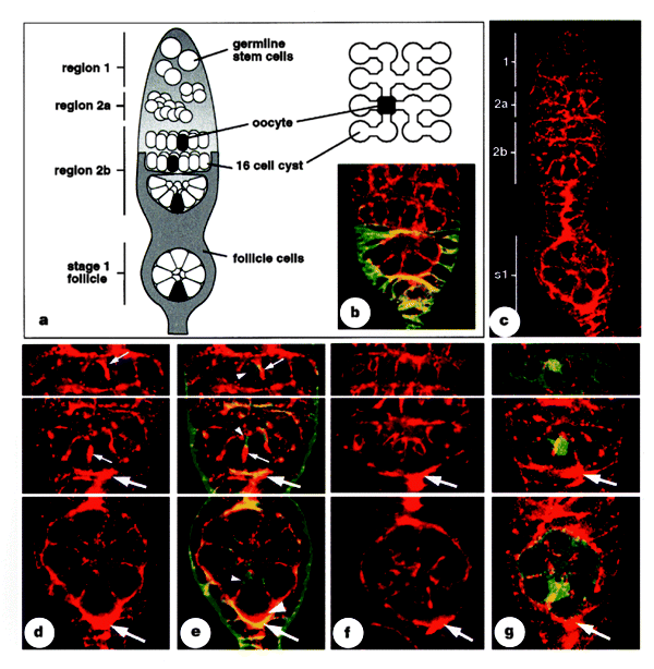 Drosophila oocyte localization is mediated by differential cadherin-based adhesion
