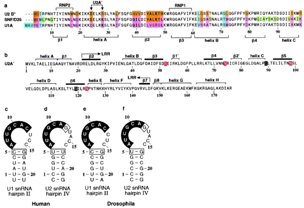 Crystal Structure Of The Spliceosomal U2b U2a Protein Complex Bound To A Fragment Of U2 Small Nuclear Rna Nature