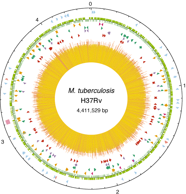 Deciphering The Biology Of Mycobacterium Tuberculosis From The Complete Genome Sequence Nature