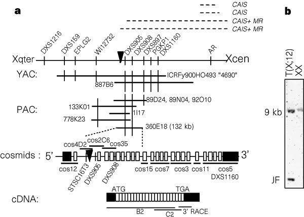 Oligophrenin-1 encodes a rhoGAP protein involved in X-linked mental retardation