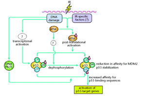 atm the p53 booster nature medicine