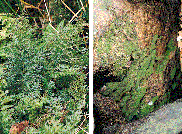 Frondless ferns lie low to survive