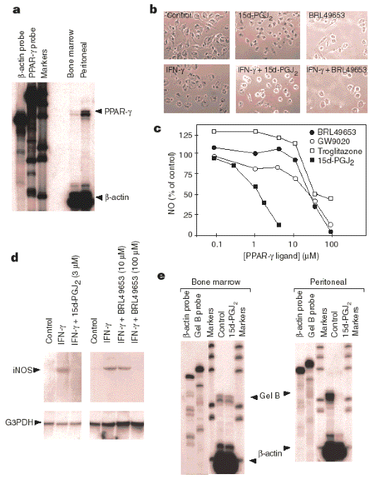 The Peroxisome Proliferator Activated Receptor G Is A Negative Regulator Of Macrophage Activation Nature