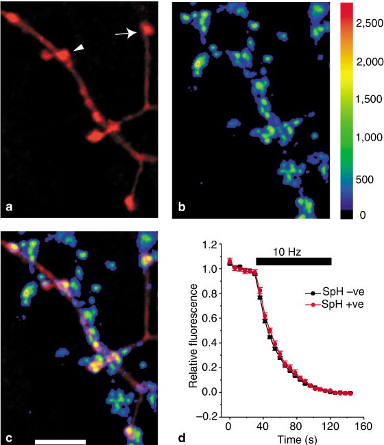 Real-time measurements of vesicle-SNARE recycling in synapses of the central nervous system