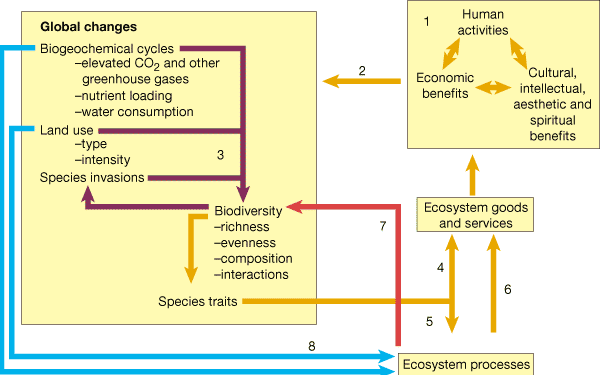 Consequences Of Changing Biodiversity Nature