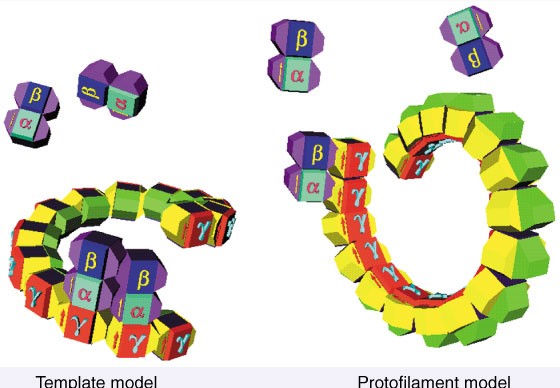 G Tubulin Nucleation Template Or Protofilament Nature Cell Biology G Tubulin Nucleation Template Or Protofilament Nature Cell Biology