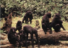 Aping human societies | Nature