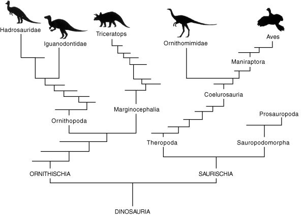 Fine Structure Of Bone In Dinosaurs Birds And Mammals Nature