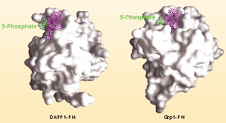 Pocket the difference | Nature Reviews Molecular Cell Biology