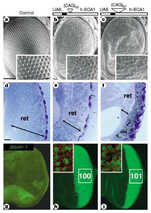 Identification of genes that modify ataxin-1-induced neurodegeneration