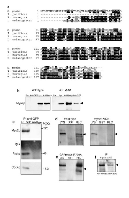 Type ii myosin regulatory light chain relieves auto-inhibition of myosin-heavy-chain function