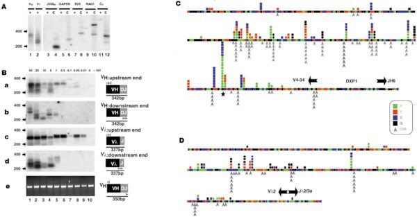 Cell-cycle-regulated dna double-strand breaks in somatic hypermutation of immunoglobulin genes
