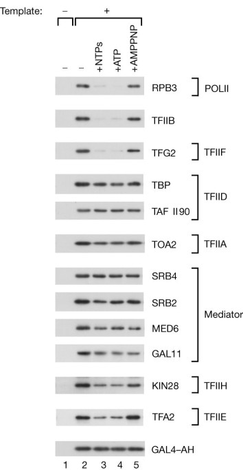 A transcription reinitiation intermediate that is stabilized by activator