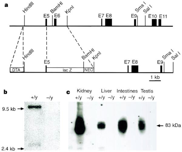 Clc-5 cl--channel disruption impairs endocytosis in a mouse model for dent's disease