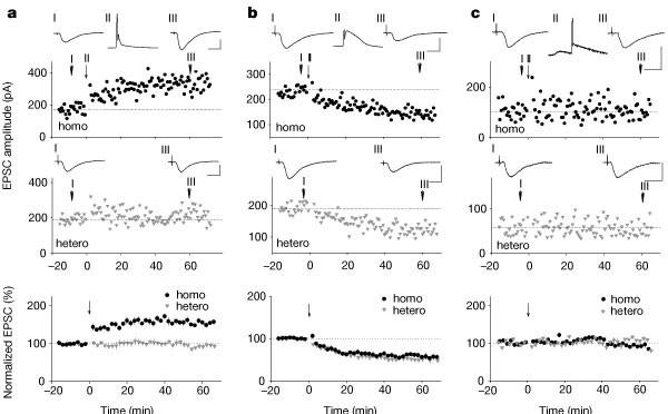 Calcium stores regulate the polarity and input specificity of synaptic modification