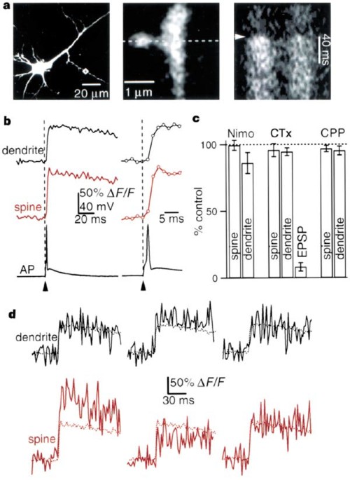 Analysis of calcium channels in single spines using optical fluctuation analysis