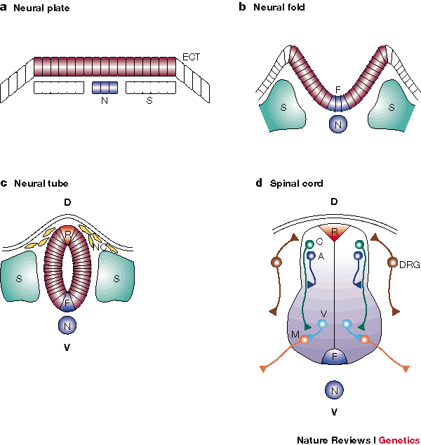 Neuronal Specification In The Spinal Cord Inductive Signals And Transcriptional Codes Nature Reviews Genetics