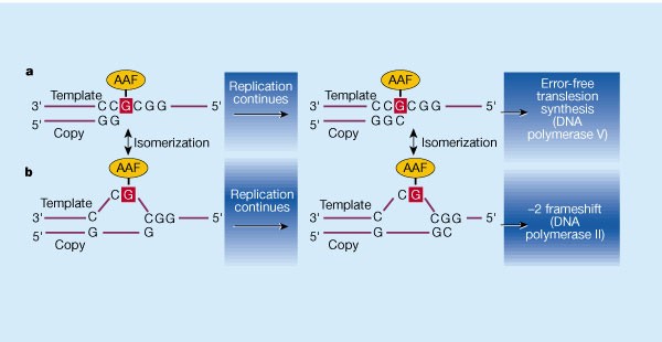 SOS polymerases | Nature