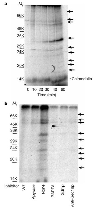 Trans-complex formation by proteolipid channels in the terminal phase of membrane fusion