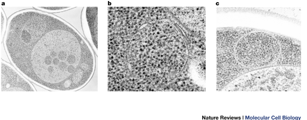 Molecular dissection of autophagy: two ubiquitin-like systems