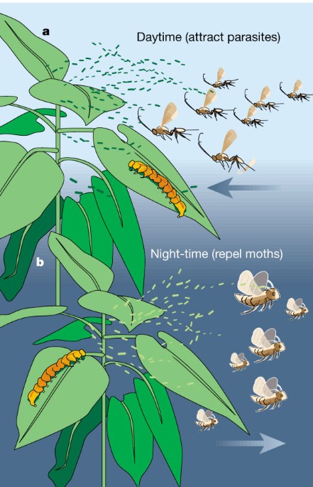 tobacco parasites Night moves of pregnant moths