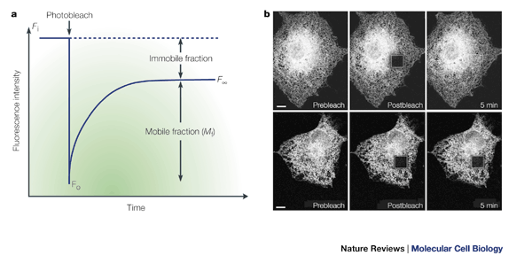 Studying protein dynamics in living cells | Nature Reviews Molecular Cell  Biology