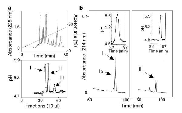 Production of multiple plant hormones from a single polyprotein precursor
