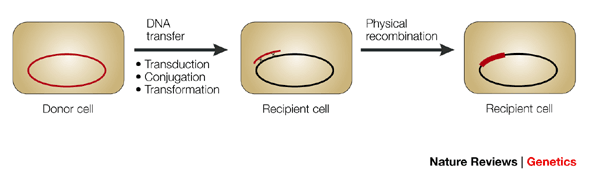 do bacteria have sex nature reviews