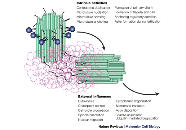 Re-evaluating centrosome function | Nature Reviews Molecular Cell Biology