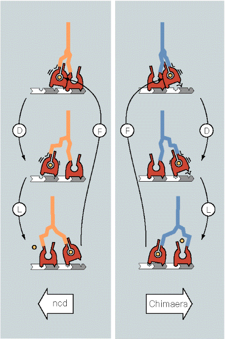 Reversing the kinesin ratchet — a diverting tail