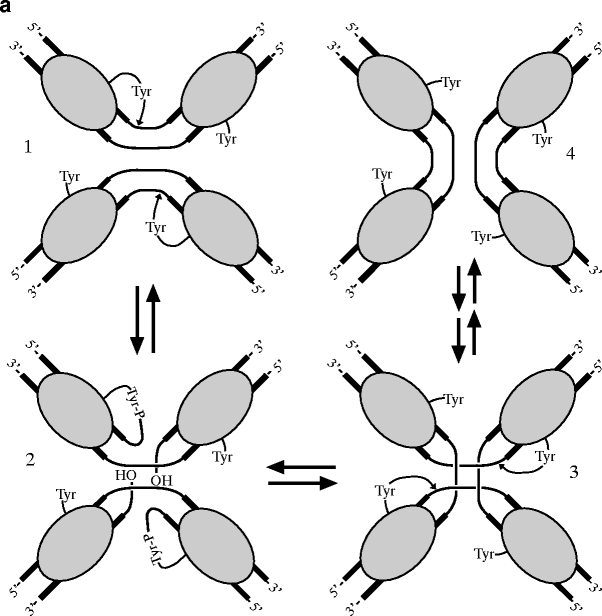 Structure of Cre complexed with DNA in a sitespecific synapse Nature