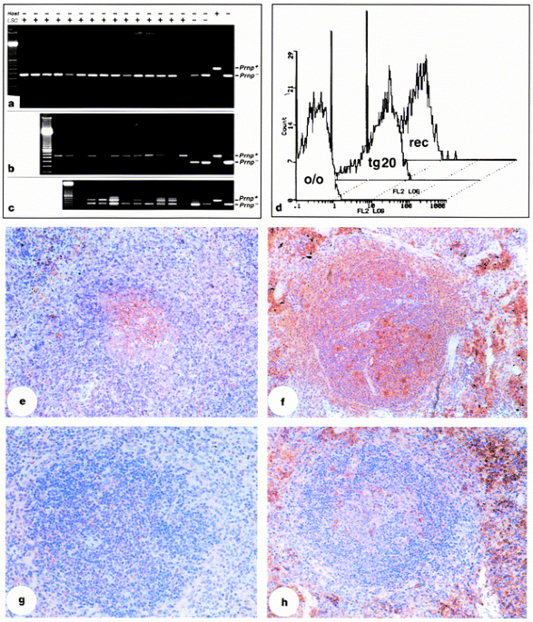 Prp-expressing tissue required for transfer of scrapie infectivity from spleen to brain