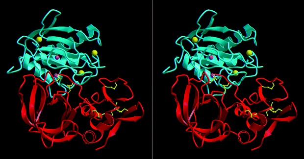 Mechanism of inhibition of the human matrix metalloproteinase stromelysin-1 by timp-1