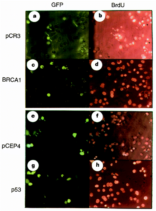 Arrest of the cell cycle by the tumour-suppressor BRCA1 requires the CDK-inhibitor p21WAF1/CiPl