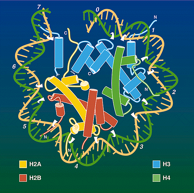 The nucleosome core all wrapped up