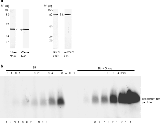 Direct stimulation of Bruton's tyrosine kinase by Gq-protein α-subunit
