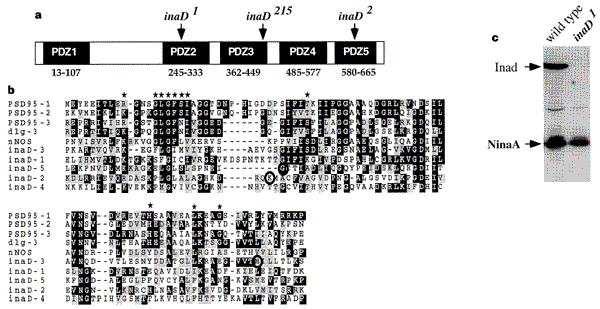 A Multivalent Pdz Domain Protein Assembles Signalling Complexes In A G Protein Coupled Cascade Nature
