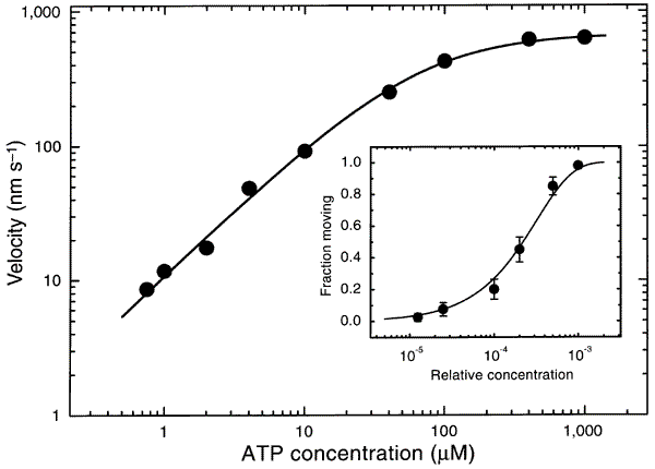 Kinesin Hydrolyses One Atp Per 8 Nm Step Nature<script async src=