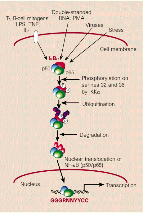 IκB kinase all zipped up | Nature
