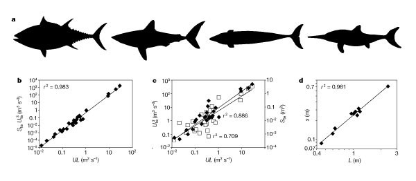 Download Scaling Effects In Caudal Fin Propulsion And The Speed Of Ichthyosaurs Nature
