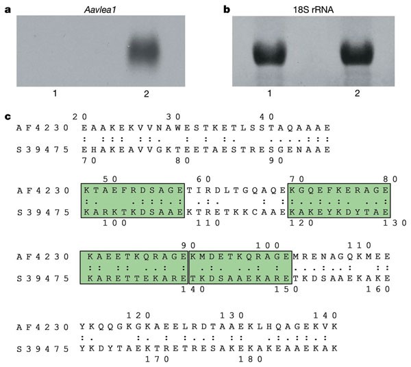 Plant desiccation gene found in a nematode | Nature Plant desiccation gene found in a nematode | Nature