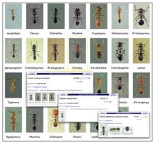 Formidable catalogue puts army of ants online