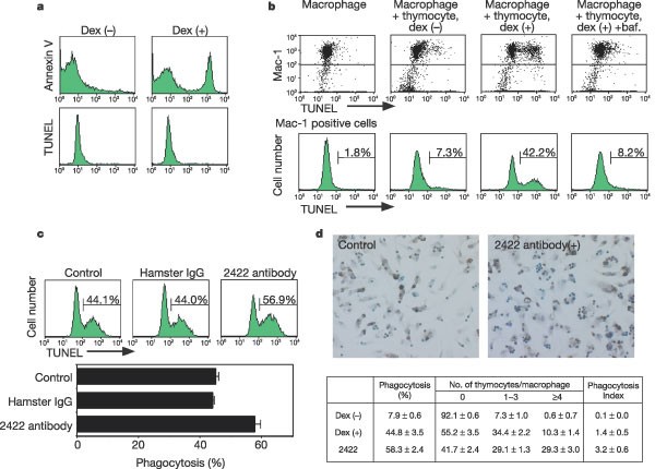 Identification Of A Factor That Links Apoptotic Cells To Phagocytes Nature