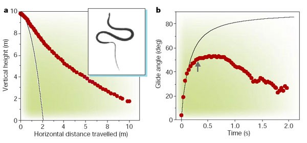 Gliding flight in the paradise tree snake