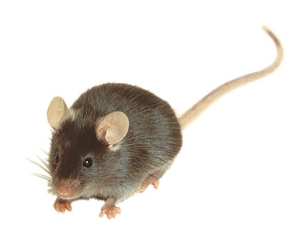 She wished she can explain. Those mouse. Мышь c57bl/6 без фона оптогенетика с волокнами проводами. Your_mouse тг. Those mouse.