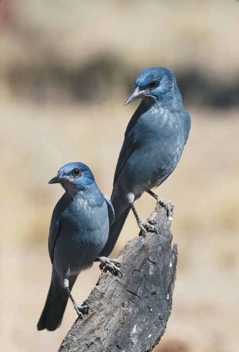 Rank inferred by reason | Nature