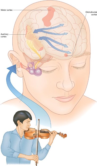 Music in the brain  Nature Reviews Neuroscience