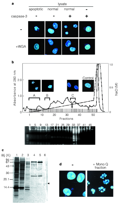 Acinus is a caspase-3-activated protein required for apoptotic chromatin  condensation | Nature