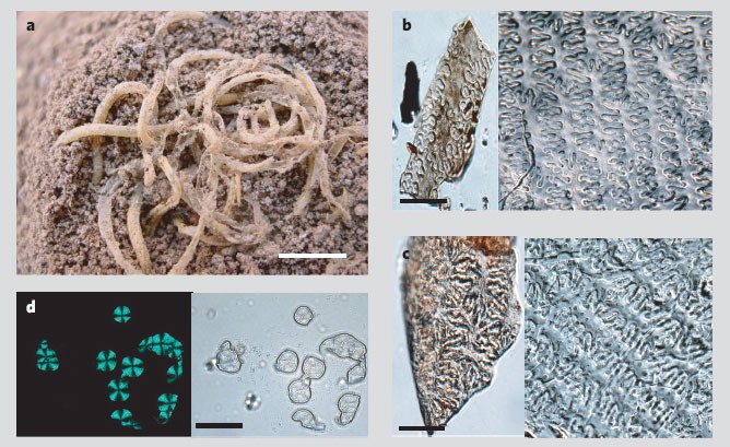 Millet Noodles In Late Neolithic China Nature
